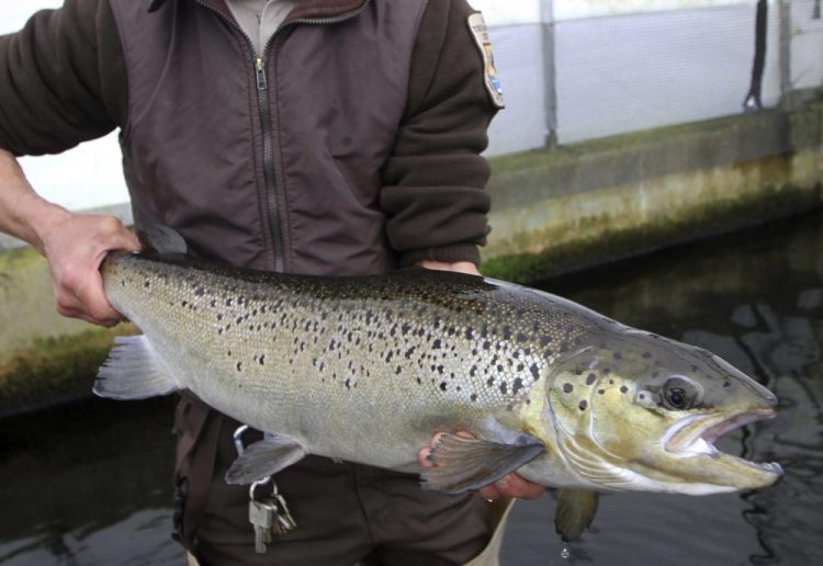 A 4-year-old Atlantic salmon is held at the National Fish Hatchery in Nashua, N.H., in 2012. 