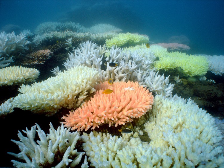 One cause of the loss of coral is coral bleaching.  