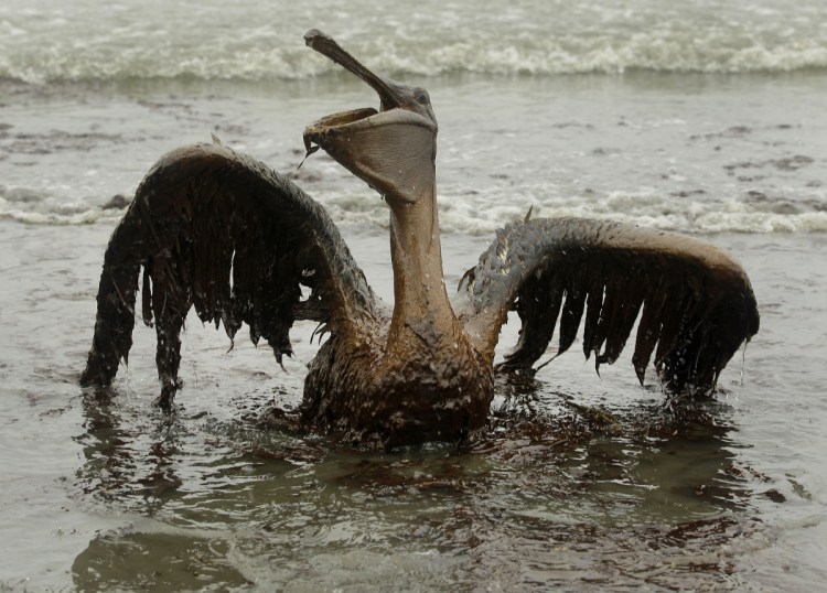 Disasters like the Deepwater Horizon spill, which left this Louisiana brown pelican covered in oil in 2010, show that "drilling (is) dangerous for our ecosystem," a reader says.