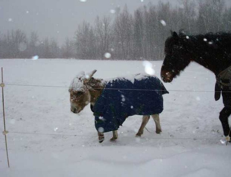 Elmo and Polo walk through the snow. After Patti Truman was forced to find her beloved pets new homes, she turned to Maine Horse Matchmaker, whose website allows owners to submit information about their animals and connect with people offering to adopt them. The pair was taken in by a New Hampshire woman.