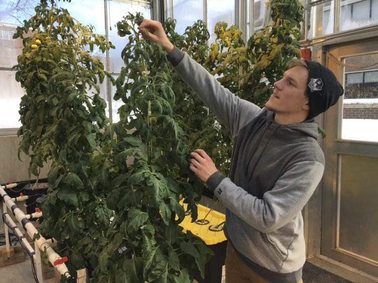 Colton Welch, a junior at the State University of New York at Morrisville, N.Y., tends hydroponic tomato plants, which will provide students with data applicable to cannabis cultivation. The college's new minor in cannabis studies is among a handful of new university programs aimed at preparing students for careers in marijuana and hemp industries.