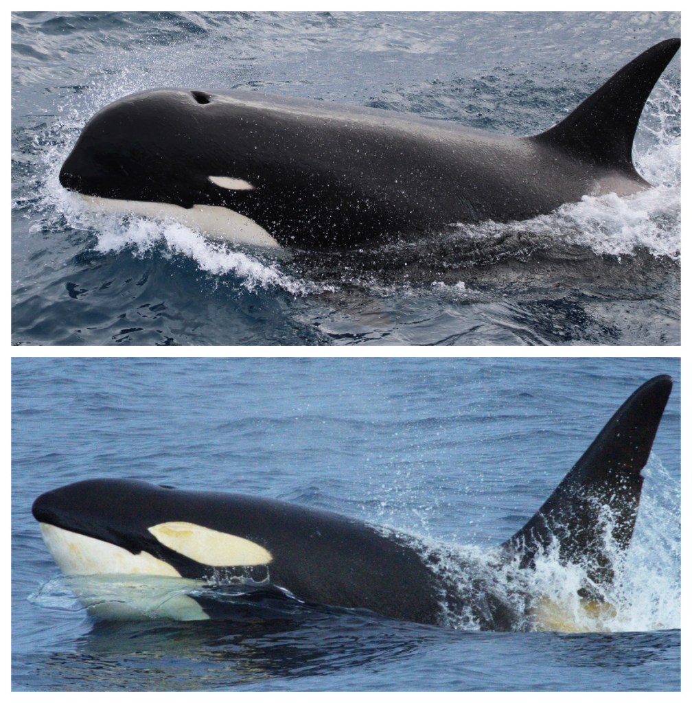 A Type D killer whale, top, and a more common killer whale. "This is the most different looking killer whale I've ever seen," marine ecologist Robert Pitman said on Thursday. "Everybody's wondering what's going on with these guys. They are so different."
