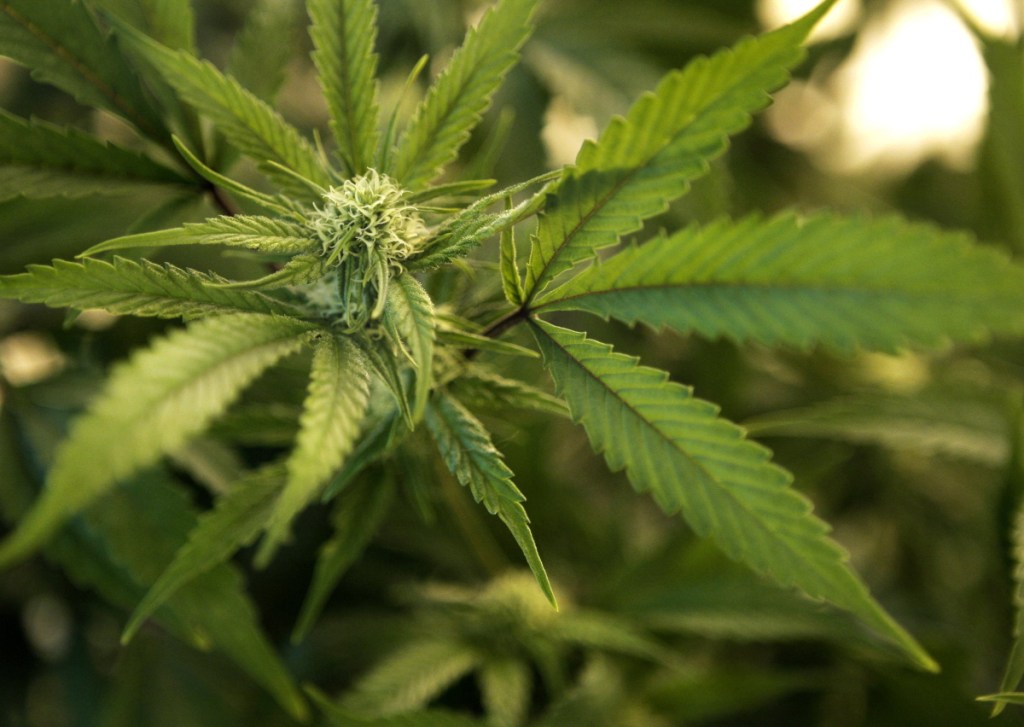A reader says that medical marijuana is the only thing that helps ease the pain of his cluster headaches, but he can't afford to grow or buy it and the state won't pay for it.
