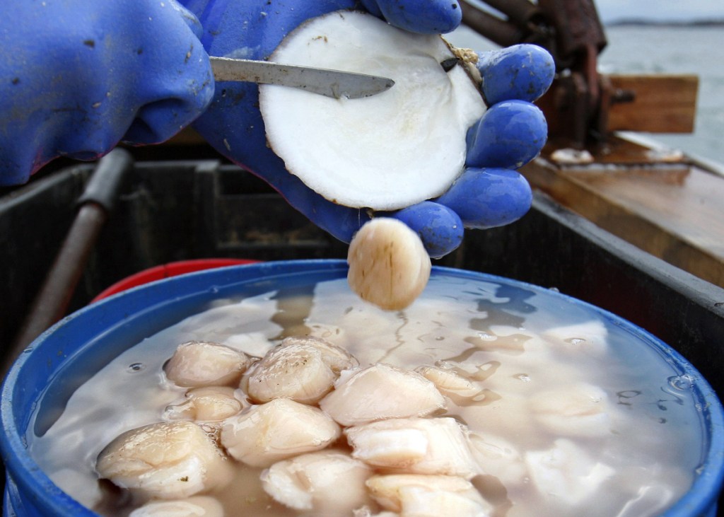 Fishermen shuck Maine scallop meat at sea off Harpswell. The state's scallop harvest declined by about a third in 2018.