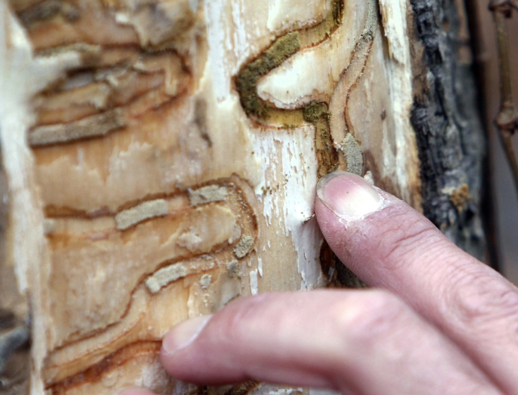 FILE - In this Oct. 26, 2011, file photo, forester Jeff Wiegert of the New York State Department of Environmental Conservation, points out the markings left from emerald ash borer larvae on an ash tree in Saugerties, N.Y., at the Esopus Bend Nature Preserve. Forest stewards in Vermont, New Hampshire and Maine are taking other steps to track and reduce the spread of the beetle, including a ban on moving untreated firewood from state to state. (AP Photo/Mike Groll, File)