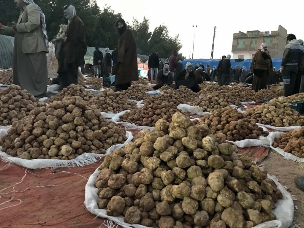 Merchants congregate before daybreak to sell mounds of truffles. Quality truffles sell for as low as roughly $3 a pound all the way up to more than $10 a pound in Baghdad and nearly $25 when exported.