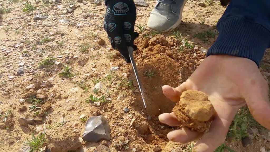 Truffle hunting is an integral part of Iraq's southern economy. The most common truffle type is terfezia, an off-white, sponge-surfaced variety that looks like rocks dotting much of the flat sand and gravel plains.
