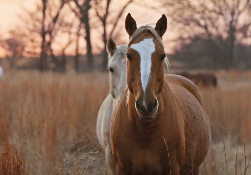 Wild horses gather in a pasture in 2017 at the Mowdy Ranch Ecosanctuary near Coalgate, Okla. Protected by the Bureau of Land Management, the horses are often made available for adoption. Stoney Brook Farm Animal Rescue in Harwinton, Conn., recently took in 17 mustangs that had been on their way to slaughter.