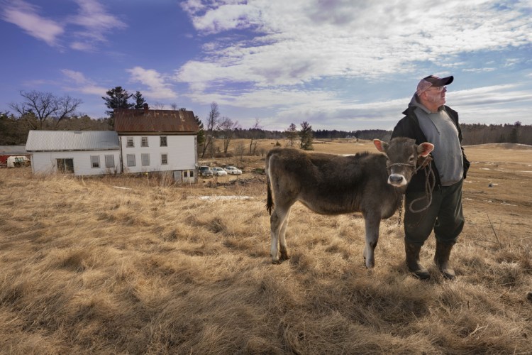 Fred Stone holds Lida Rose, one of his brown Swiss cows, on his Arundel dairy farm before a news conference Tuesday that was held to raise awareness about PFAS chemical contamination in his fields and cows resulting from municipal sludge he had spread from 1983 to 2004. Lingering contamination in his herd is forcing him to dump the milk his cows produce.