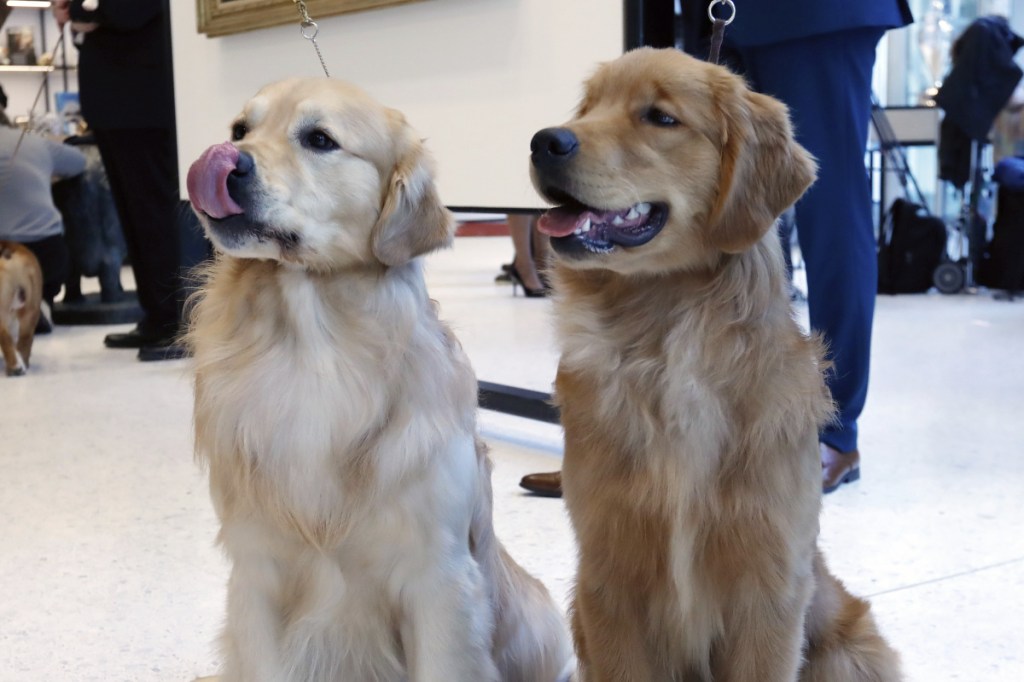 Golden retrievers Alistair, left, and Chuker pose for photos at the Museum of the Dog in New York on Wednesday.
Associated Press/Richard Drew