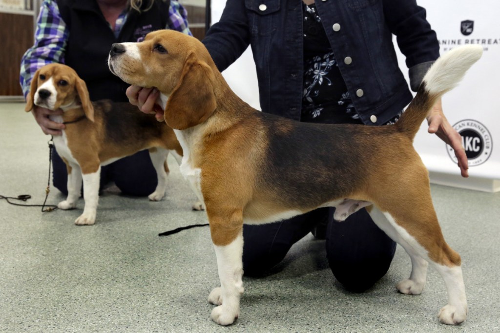 Always capable of pleasing the crowd, Beagles Rossa, left, and Cash appear at an American Kennel Club event in New York in 2017.