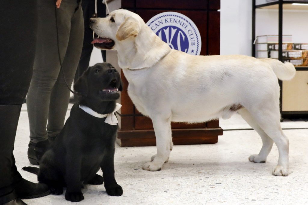 Labrador retrievers Rummy, left, and Lincoln pose for photos at the Museum of the Dog, in New York on Wednesday. Labrador retrievers aren't letting go of their hold on U.S. dog lovers.