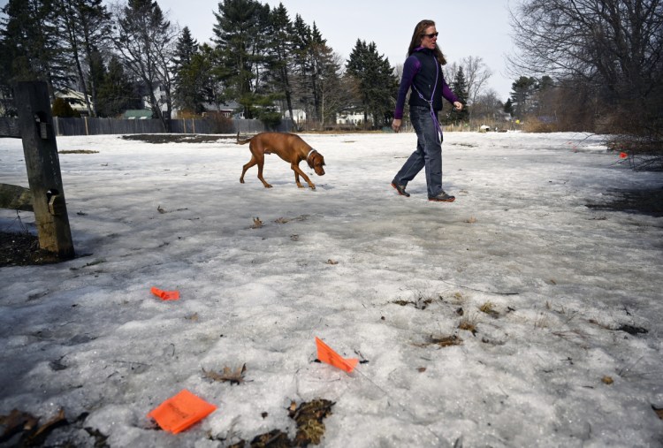 Gretchen Frank of Westbrook walks to the trails at Hinckley Park in South Portland with her dog Baron on Thursday. In the foreground are flags marking areas where dog owners did not pick up after their pets. Frank was carrying bags to pick up after her dog as needed.