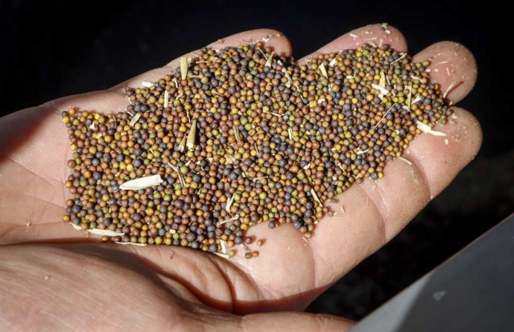 Canola grower David Reid checks on his storage bins full of last year's crop of canola seed on his farm near Cremona, Alberta, on Friday. China has stopped all new purchases of Canadian canola seeds in what some see as retaliation for Canada's arrest of a top executive of Chinese tech giant Huawei.