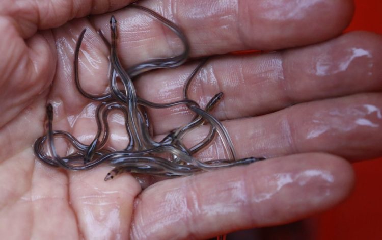 In this May 25, 2017 file photo, baby eels, also known as elvers, are held in Brewer, Maine. Elver season begins on Friday, March 22, 2019, with fishermen hoping the big-money season isn't interrupted by poaching concerns as it was in the previous season. AP Photo/Robert F. Bukaty, File