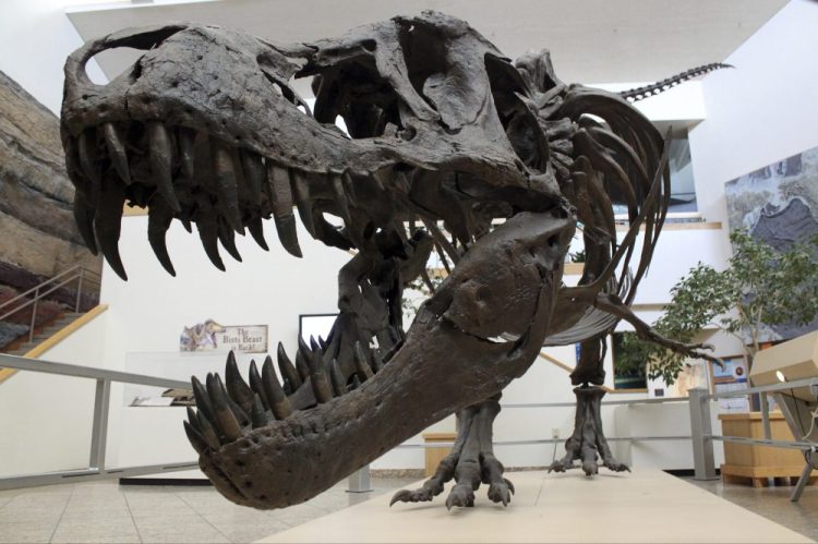 A model of a Tyrannosaurus rex on display in the New Mexico Museum of Natural History and Science in Albuquerque. New research captures a fossilized snapshot of the day nearly 66 million years ago when nearly all life on Earth went extinct, including the dinosaurs. 