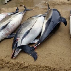 France_Dead_Dolphins_65902