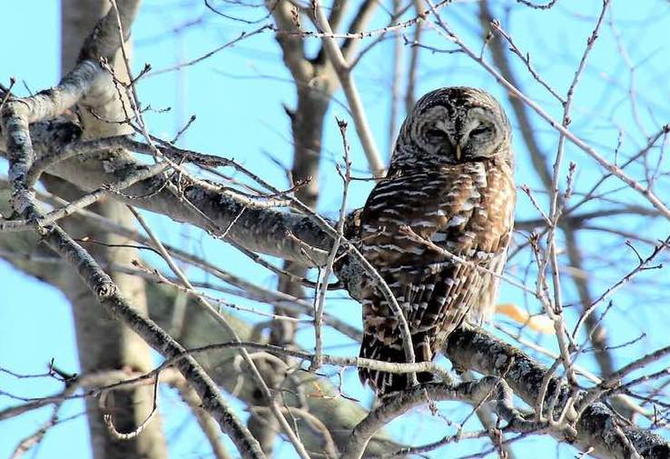 A barred owl perches in a tree in Alfred on Sunday. 
