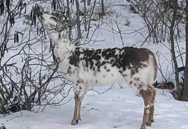 A piebald deer photographed in Falmouth on Friday morning.