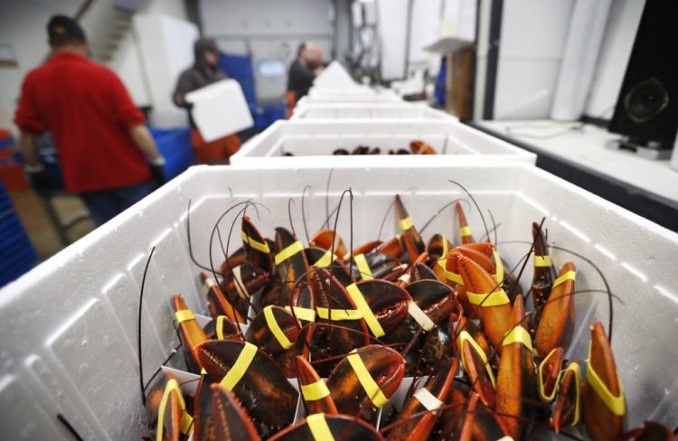 Live lobsters ready for shipment at Lobster Co. in Arundel. Exports of live lobster to China have taken a nearly 50 percent nosedive in the year since tariffs were imposed in the summer of 2018. On Friday, China announced an additional 10 percent tariff, to take effect Sept. 1.