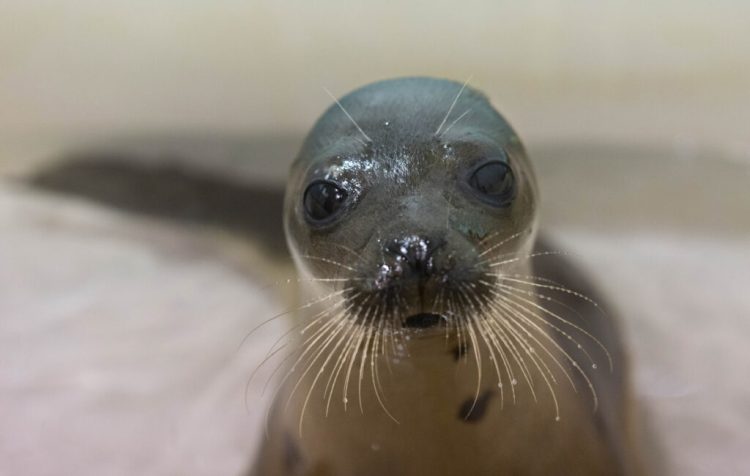 A harp seal rests in a tank at Marine Mammals of Maine rehabilitation facility in Harpswell last month. People encountering seal pups are warned to stay away, as the encounter stresses the animals.