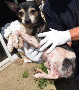 Brunswick police seized 44 dogs from dog breeders on River Road Aug. 10, 2018, many with ear infection, dental as well as skin issues as seen here.
