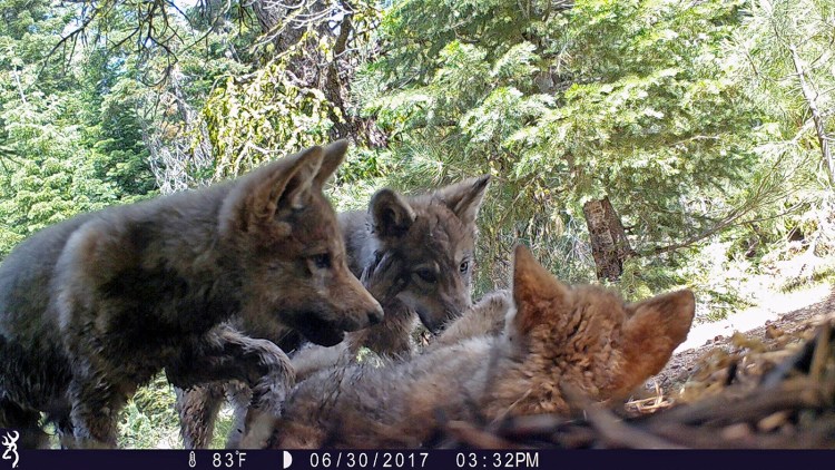 A remote camera image released by the U.S. Forest Service shows a female gray wolf and her mate with a pup born in 2017 in the wilds of Lassen National Forest in Northern California. 