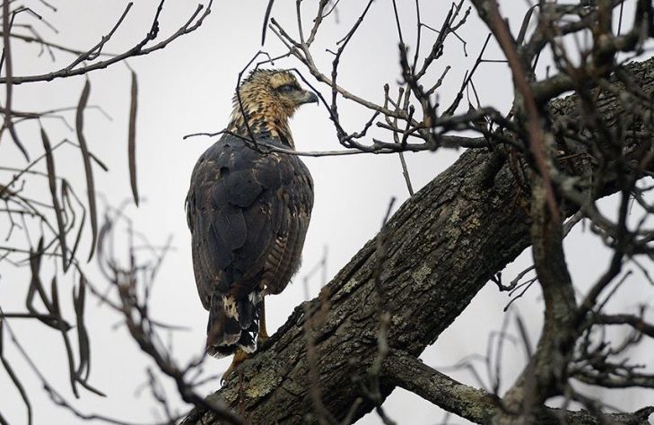 The great black hawk perches in a tree in Deering Oaks on Nov. 29. The bird, native to Central and South America and the only one ever reported in Maine, became an attraction at the park before it succumbed to frostbite in January. 
