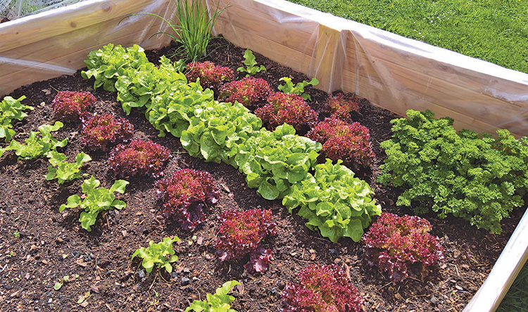 "Lettuce and hardy greens are fun because you can do them as succession plantings 
every couple of weeks,” recommends Melissa Emerson, owner of Pinetree Garden Seeds in New Gloucester, in order to have fresh salad greens all season. This raised bed contains lettuces, parsley and chives. 