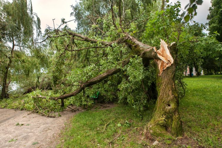 One of the biggest threats during any storm is tree damage.