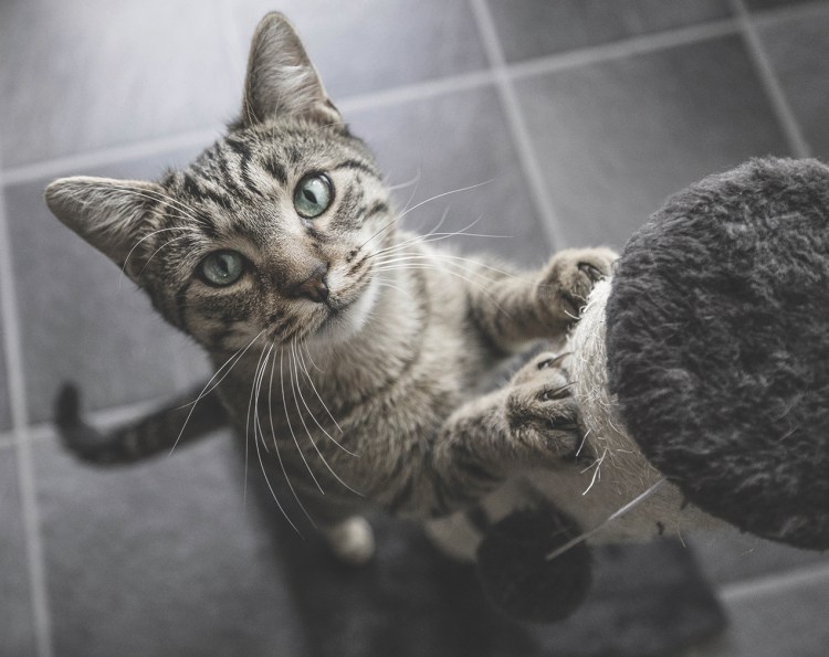 Declawing a cat to prevent damage should not be a consideration. It is a surgery that can cause ongoing health problems. Nail caps can be used as a safe alternative.