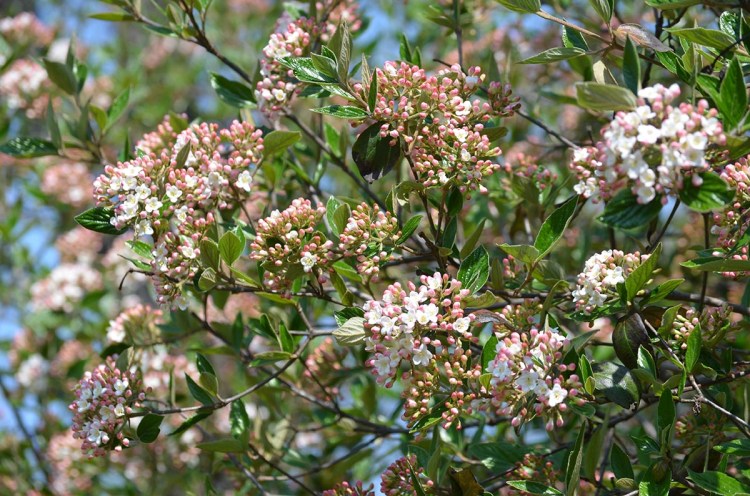An arrowwood shrub in late spring, with pink buds about to turn into white flowers.