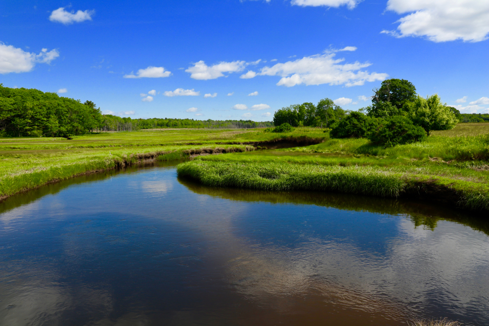 The Scarborough Marsh in full summer glory.