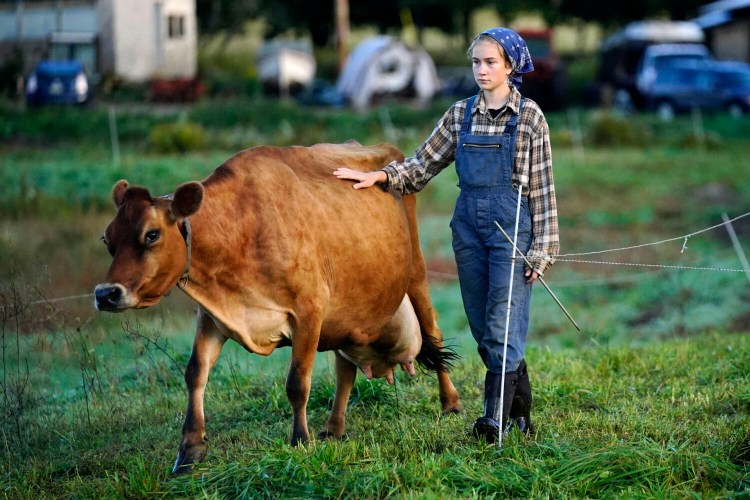 Carolyn Retberg leads a cow to pasture after the morning milking at Quill's End Farm on Sept. 17 in Penobscot. Supporters of the proposed food amendment say it's a way to take control of food from corporations and big landowners.