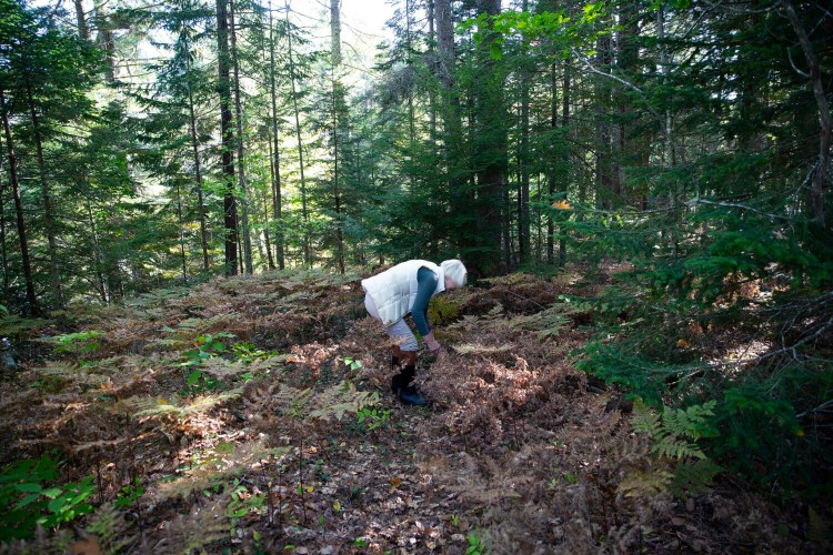 Jean Yarbrough searches for edible mushrooms in Harpswell. 