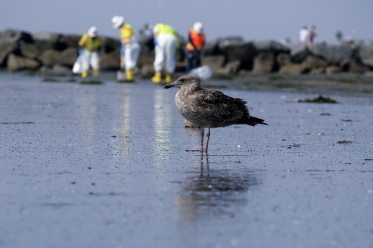 A seagull rests as workers clean the contaminated beach Wednesday after an oil spill in Newport Beach, Calif. 

