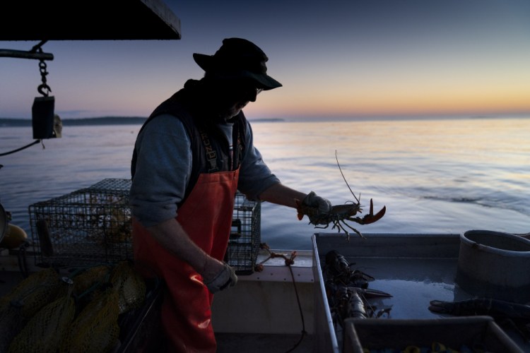 Max Oliver moves a lobster to the banding table aboard his boat while fishing off Spruce Head in August. Prices for Maine's most beloved export are much higher than typical right now because of high demand and the possibility that fishermen are having a slower season. (AP Photo/Robert F. Bukaty)