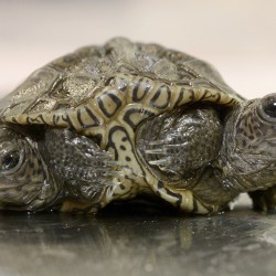 ODD Two-Headed Turtle