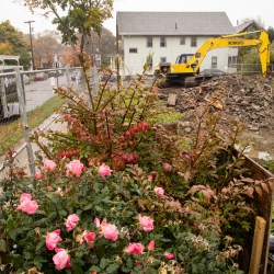 Roses on the site of a tragic fire that killed six.