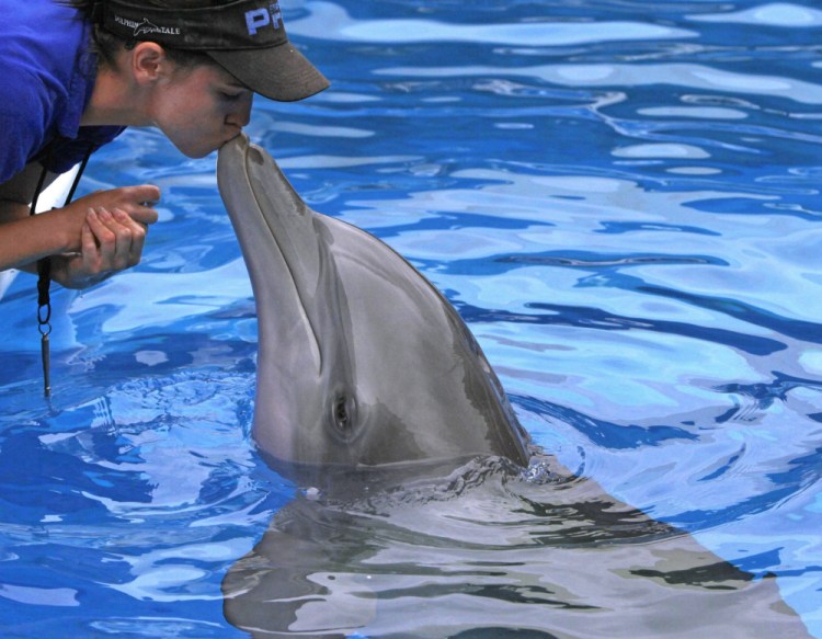 Abby Stone gives Winter, the tail-less dolphin a smooch during a recent training session in her tank at the Clearwater Marine Aquarium on Sept. 4.


