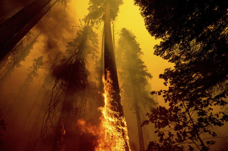 Flames burn up a tree as part of the Windy Fire that tore through the Trail of 100 Giants grove in Sequoia National Forest, Calif., on Sept. 19. Sequoia National Park says lightning-sparked wildfires in the past two years have killed a minimum of nearly 10,000 giant sequoia trees in California. 