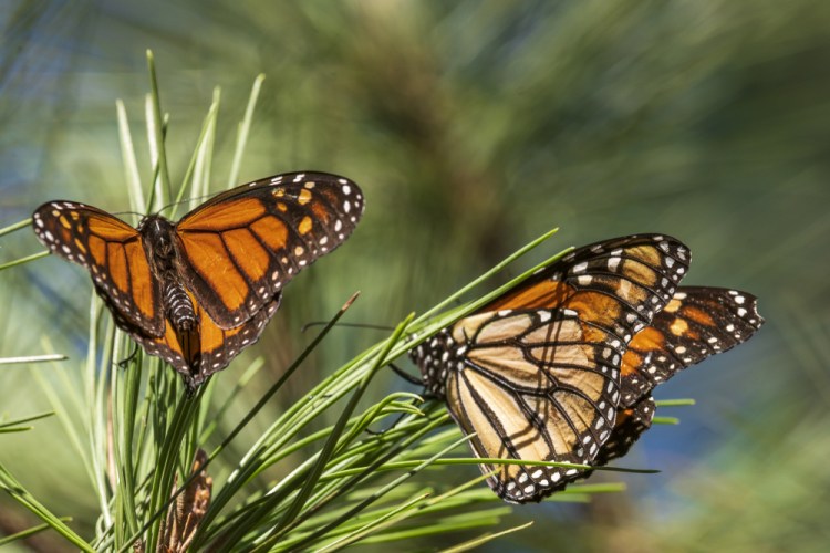 Butterflies land on branches at Monarch Grove Sanctuary in Pacific Grove, Calif., this month. 