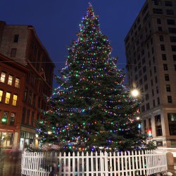 Portland's holiday tree