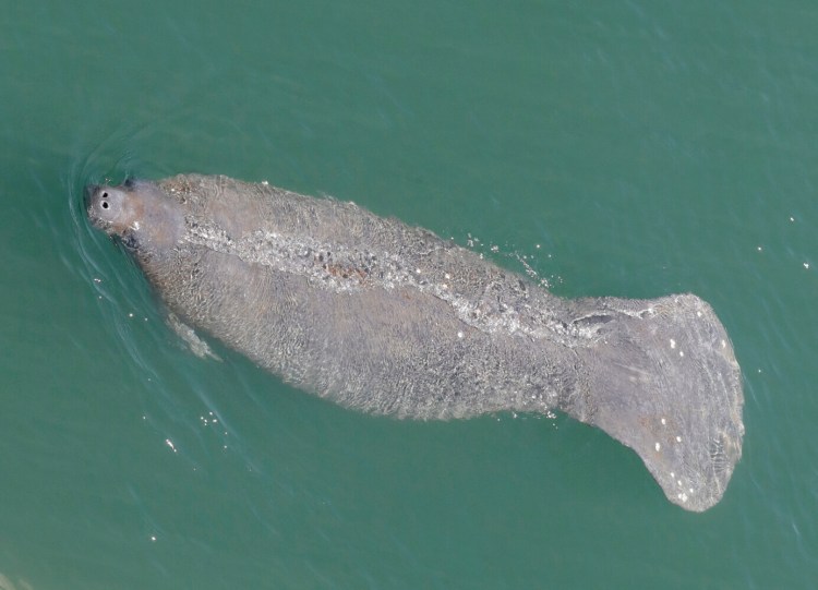 A manatee comes up for air last year as it swims in the Stranahan River in Fort Lauderdale, Fla. 

