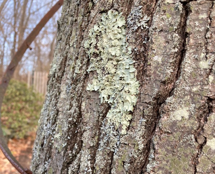 The book "Urban Lichens" helped identify this as a species called common greenshield.
