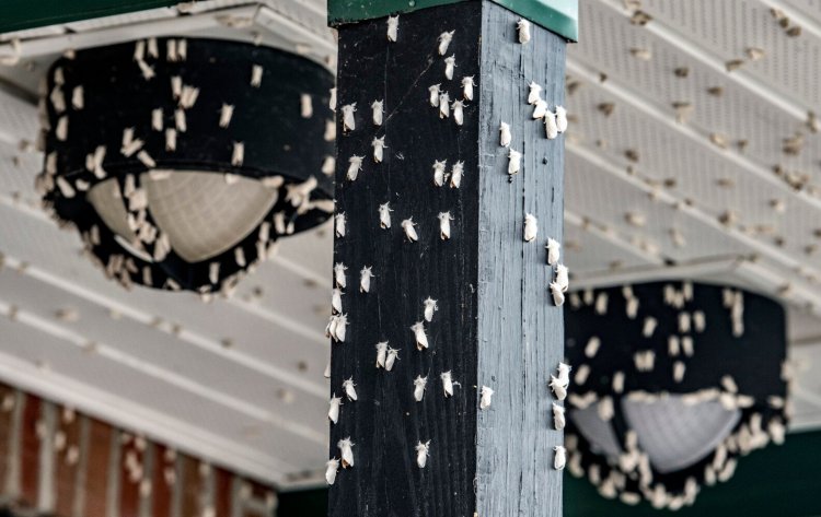 Browntail moths cluster under lights at Winthrop Commerce Center in Winthrop in July.