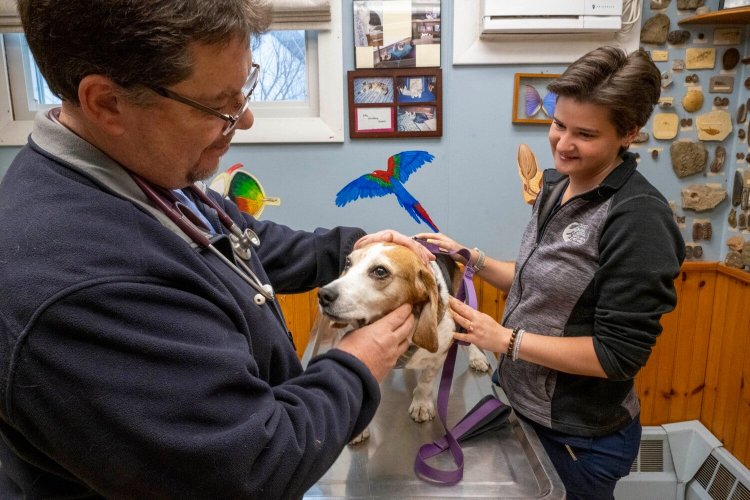 Dr. Russell Danner, left, gives Diego, a beagle, a dental checkup as vet tech Madelyn Seekins assists at New England Animal Hospital in Waterville earlier this month. New England Animal Hospital, in addition to many others in Maine, are having difficulty retaining staff. "Finding a veterinarian is like finding a unicorn," Danner said. "I think it’s hard to draw people to Maine because we don’t have a vet school. The few people we send away don’t always come back."
