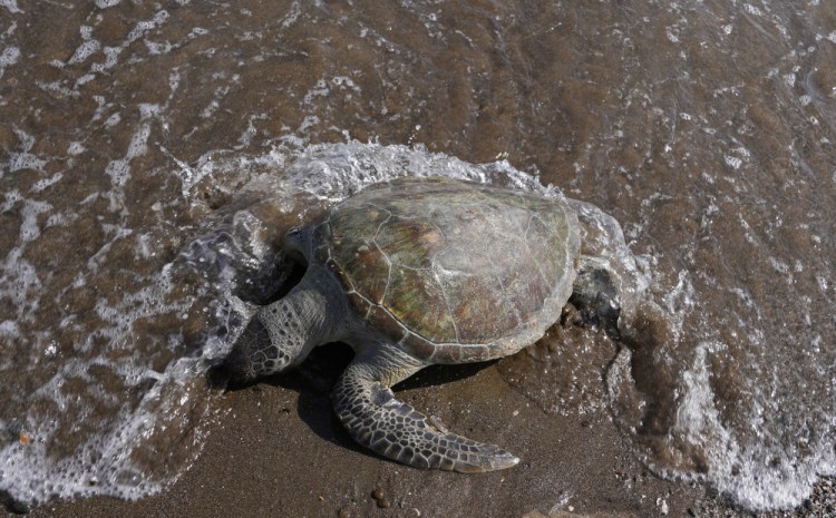 A dead green sea turtle washed up on the beach in the Khor Kalba Conservation Reserve in Kalba, United Arab Emirates, on Feb. 1. A recent study found 75% of all dead green turtles found dead around the area had eaten marine debris. 
