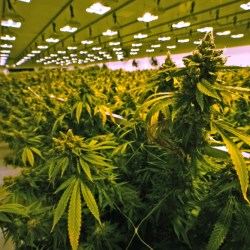 Marijuana Legalization-Virginia