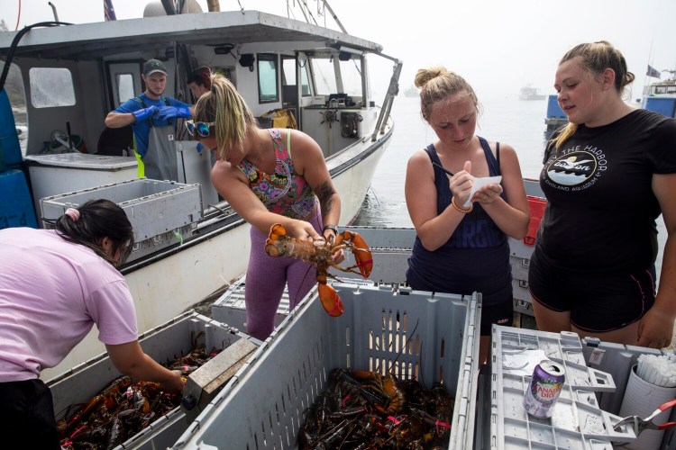 From left, Sahmara Robbins, Jazmine Arey, Richauna Walker and Shyanne Warren sort through a lobsterman's haul separating new shell, old shell and selects at Frank Thompson's lobster buying float in August. Maine lobster brought in a record $725 million at the docks last year as a result of much-higher prices.